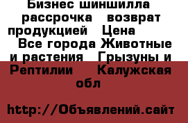 Бизнес шиншилла, рассрочка - возврат продукцией › Цена ­ 4 500 - Все города Животные и растения » Грызуны и Рептилии   . Калужская обл.